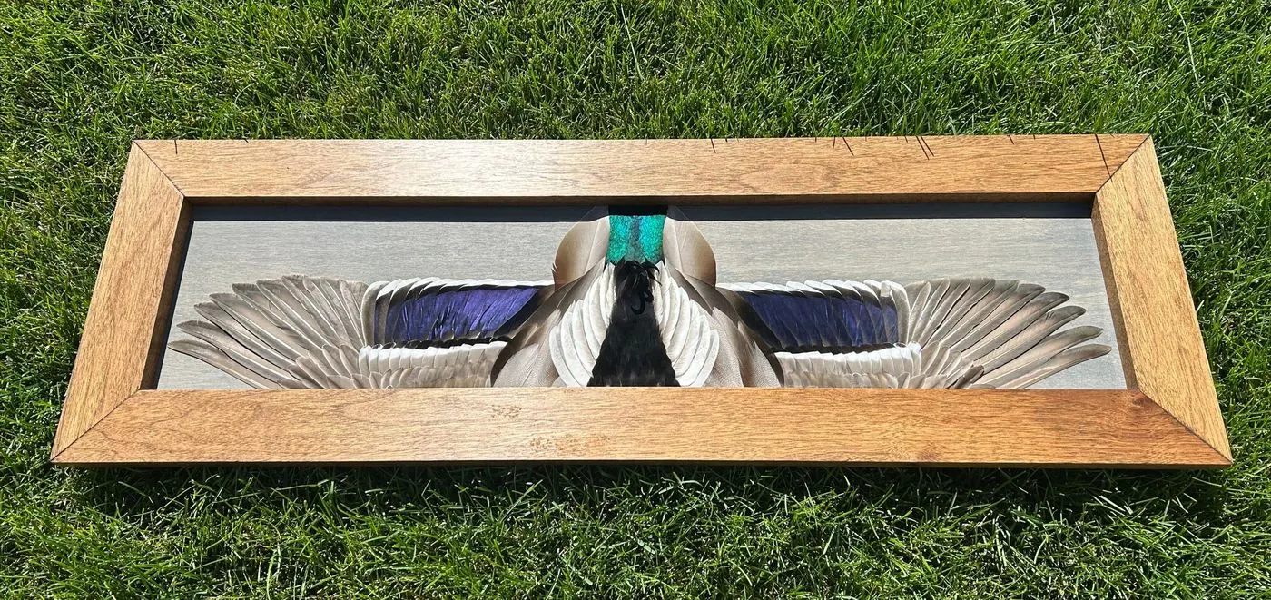 Mallard drake flying mount with the green head patch at center on a plain stained panel