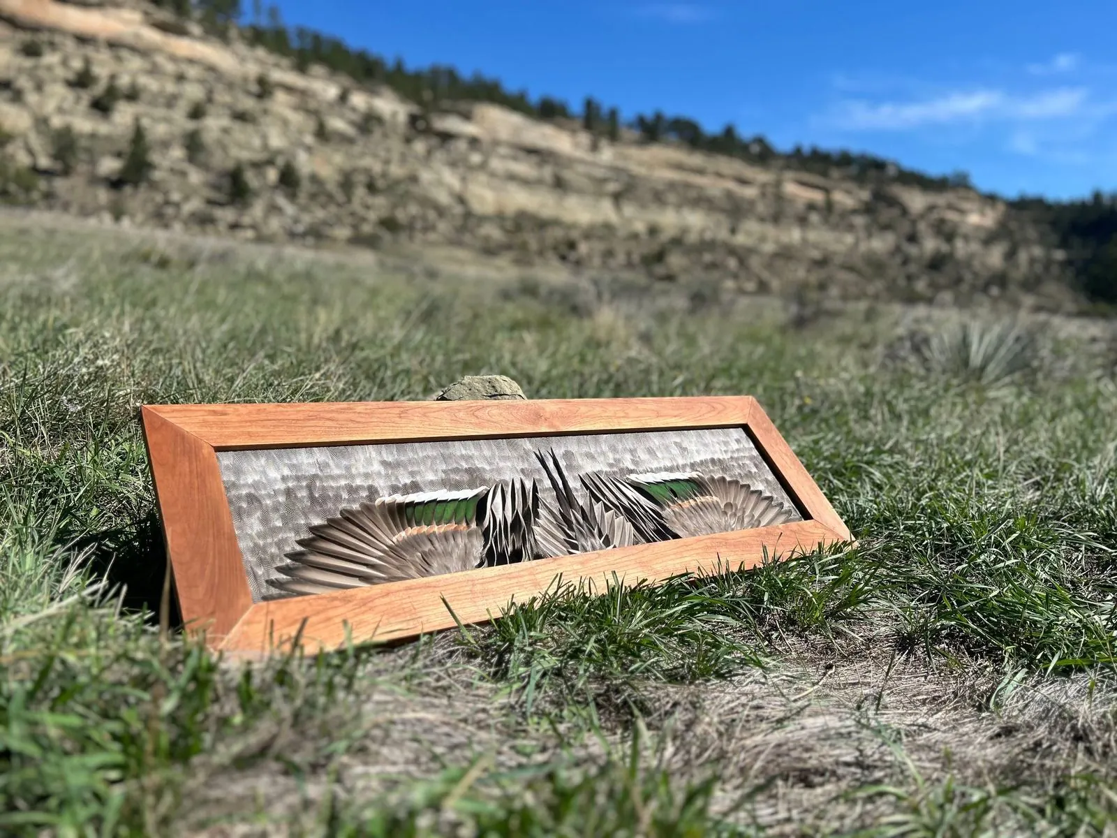 Drake pintail feather mount propped outdoors below a sandstone rimrock