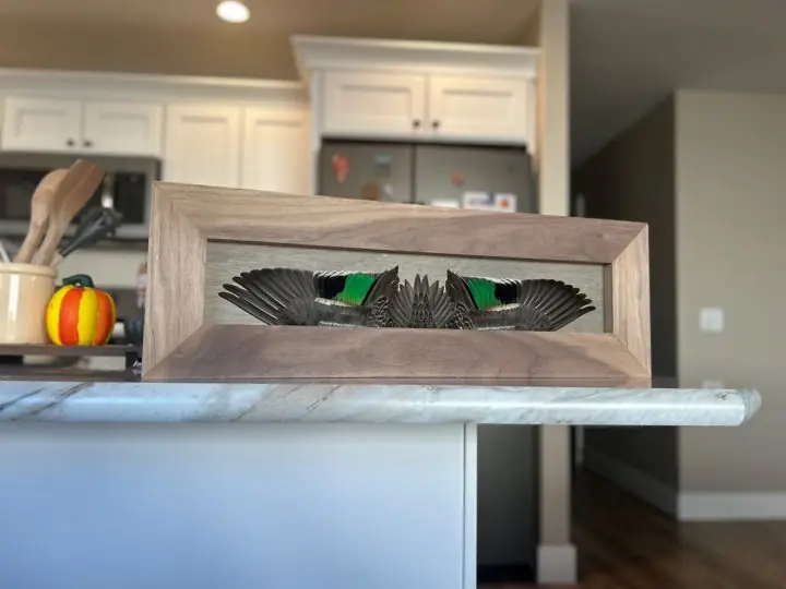Green-winged teal hen on the kitchen counter