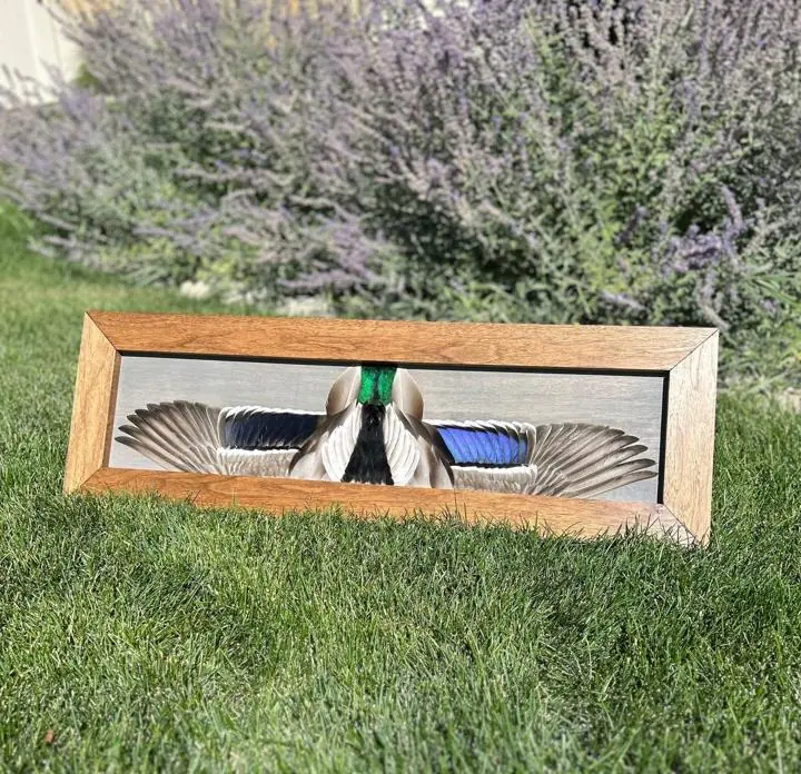 Mallard drake with head feathers, by the lavender