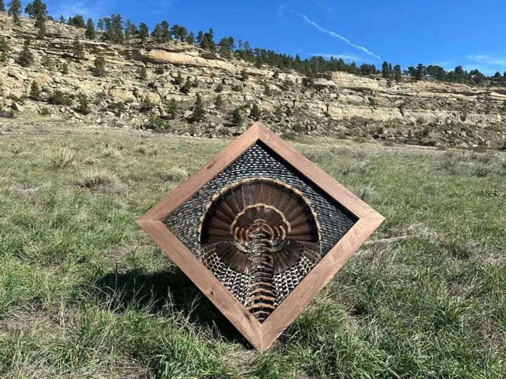 Rio Grande turkey diamond mount below the rimrock
