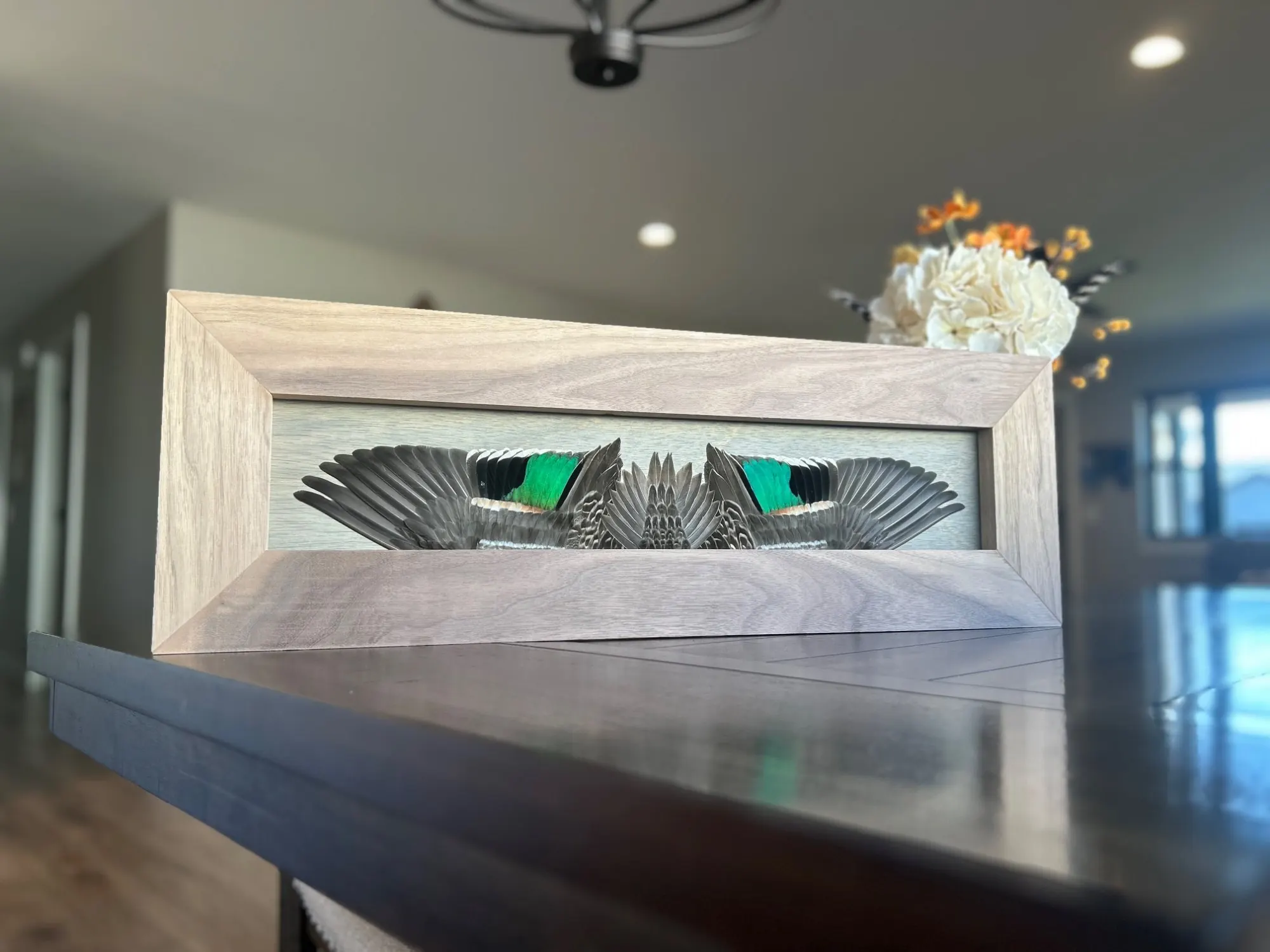 Green-winged teal hen flying feather mount in a walnut frame on a dining table