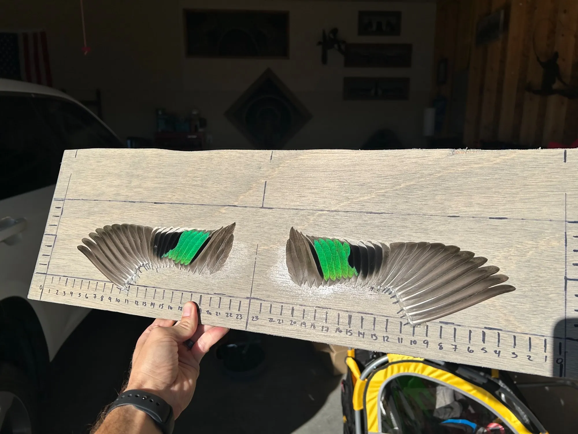 Green-winged teal wings laid out on a measured board before framing