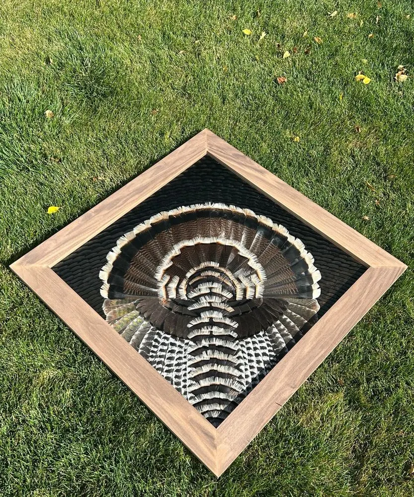 Merriam's turkey diamond mount laid on the grass