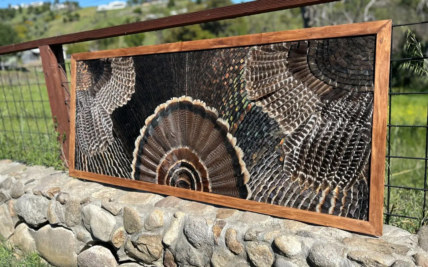 Turkey wing mount with the fan at center and both wings spread across a wide hardwood frame